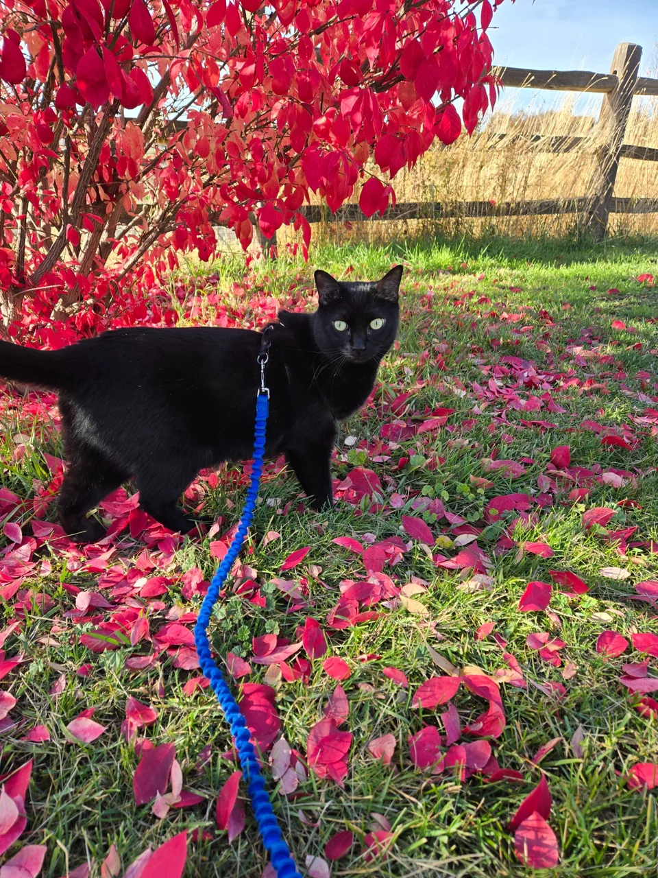 Black cat Moca looks toward the camera while standing beneath brilliant red autumn leaves on a blue leash