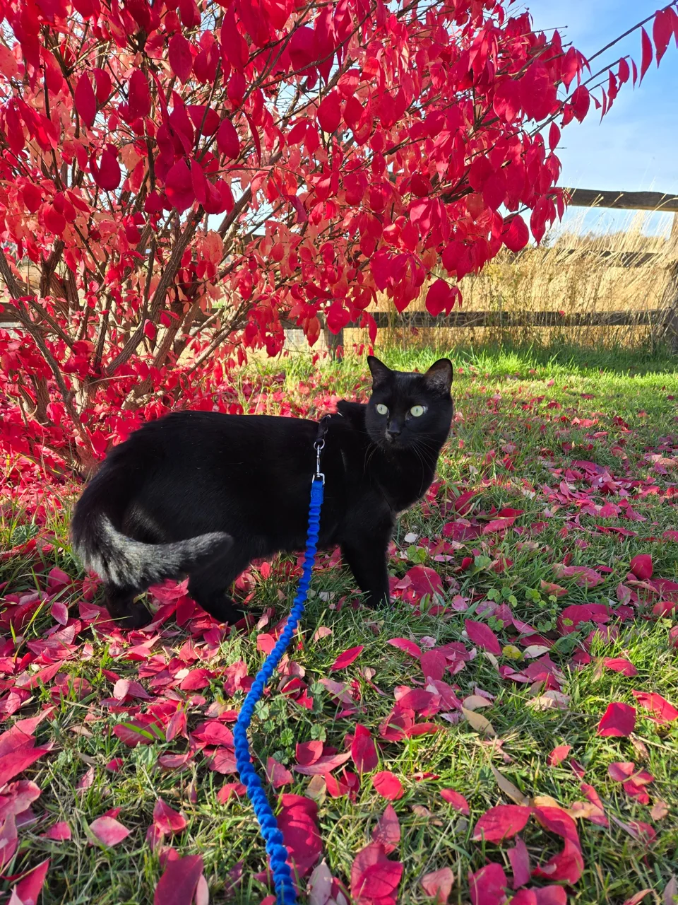 Moca pauses beside a red-leaved shrub with her blue leash visible among the fallen leaves