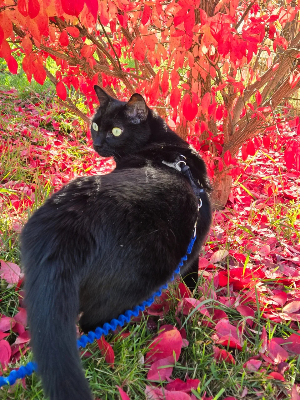 Moca looks back over her shoulder beside an autumn shrub, wearing a black harness and blue leash