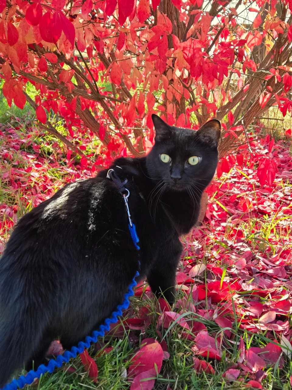 Close view of Moca looking back at the camera beneath red autumn leaves