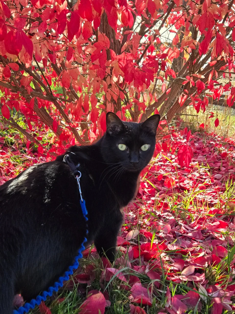 Moca stands beneath red leaves with alert ears and pale green eyes