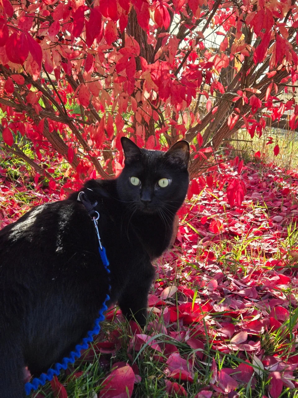 Moca glances toward the camera from beside a red autumn shrub